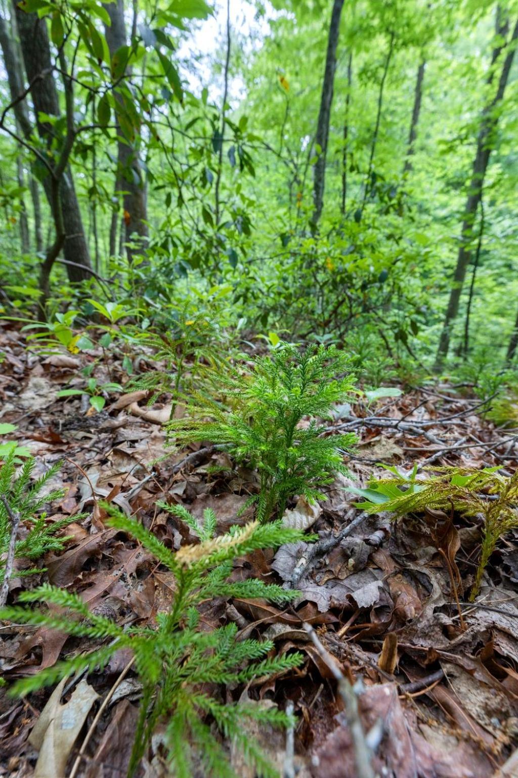 Villa Beech Timber No Pet Fee Beattyville Esterno foto